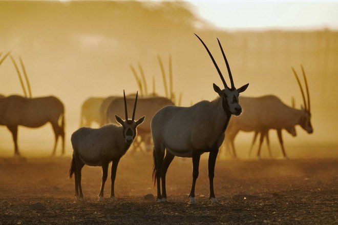 The Uruq Bani Ma'arid Wildlife Reserve