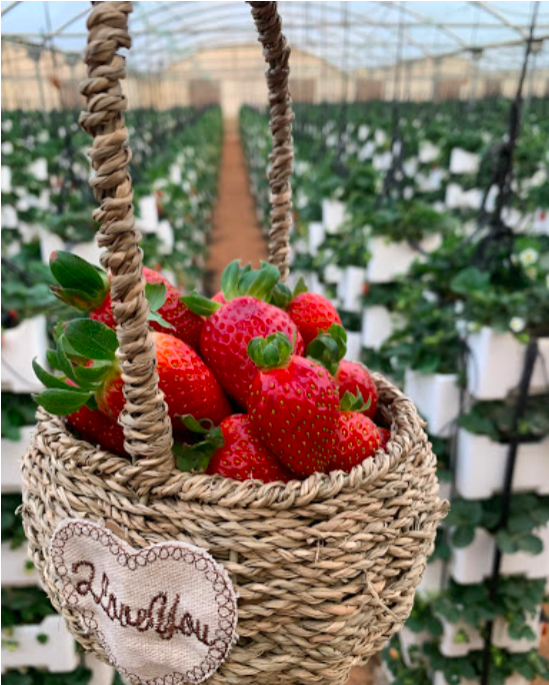 Hanging Strawberry Gardens